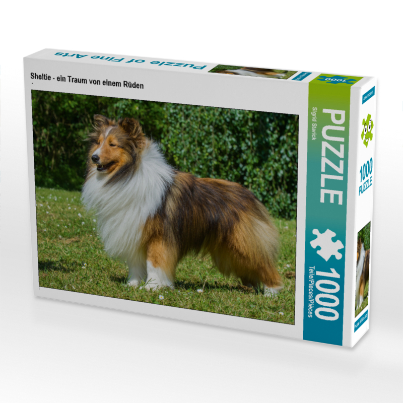 Sheltie - ein Traum von einem Rüden