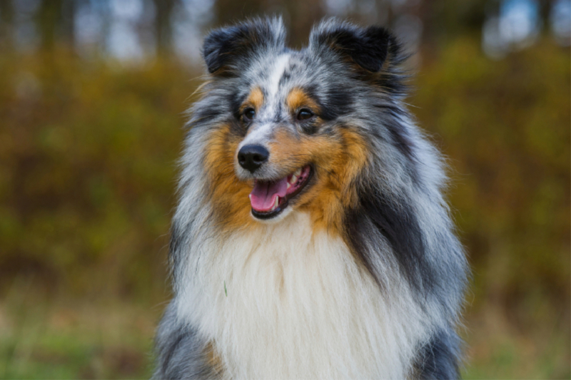 Sheltie - Unwiderstehlich