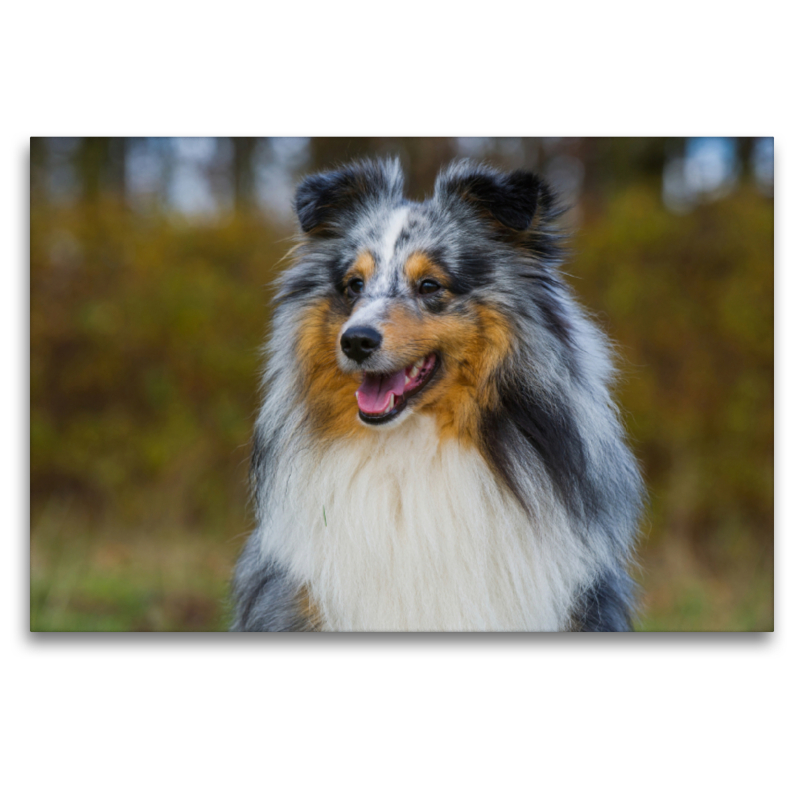 Sheltie - Unwiderstehlich