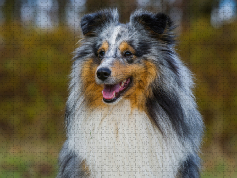 Sheltie - Unwiderstehlich