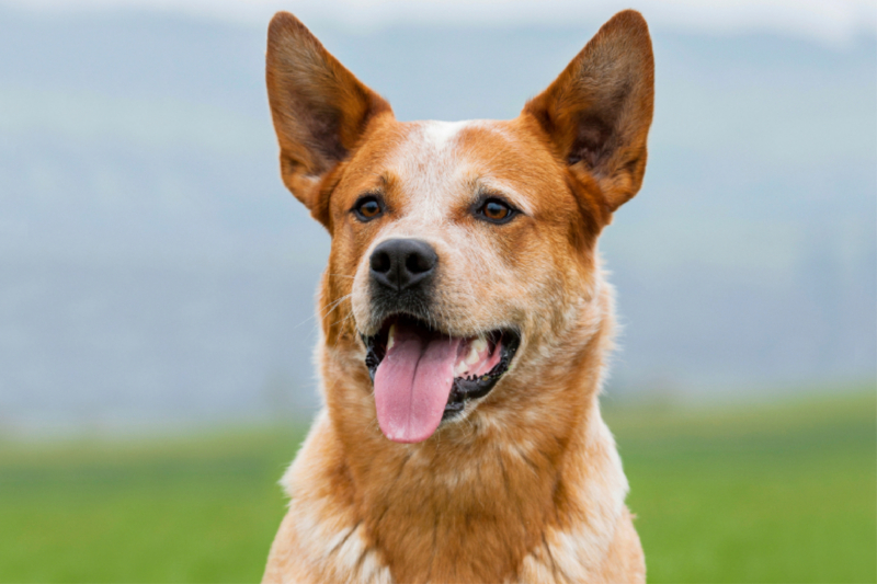 Australian Cattle Dog Porträt