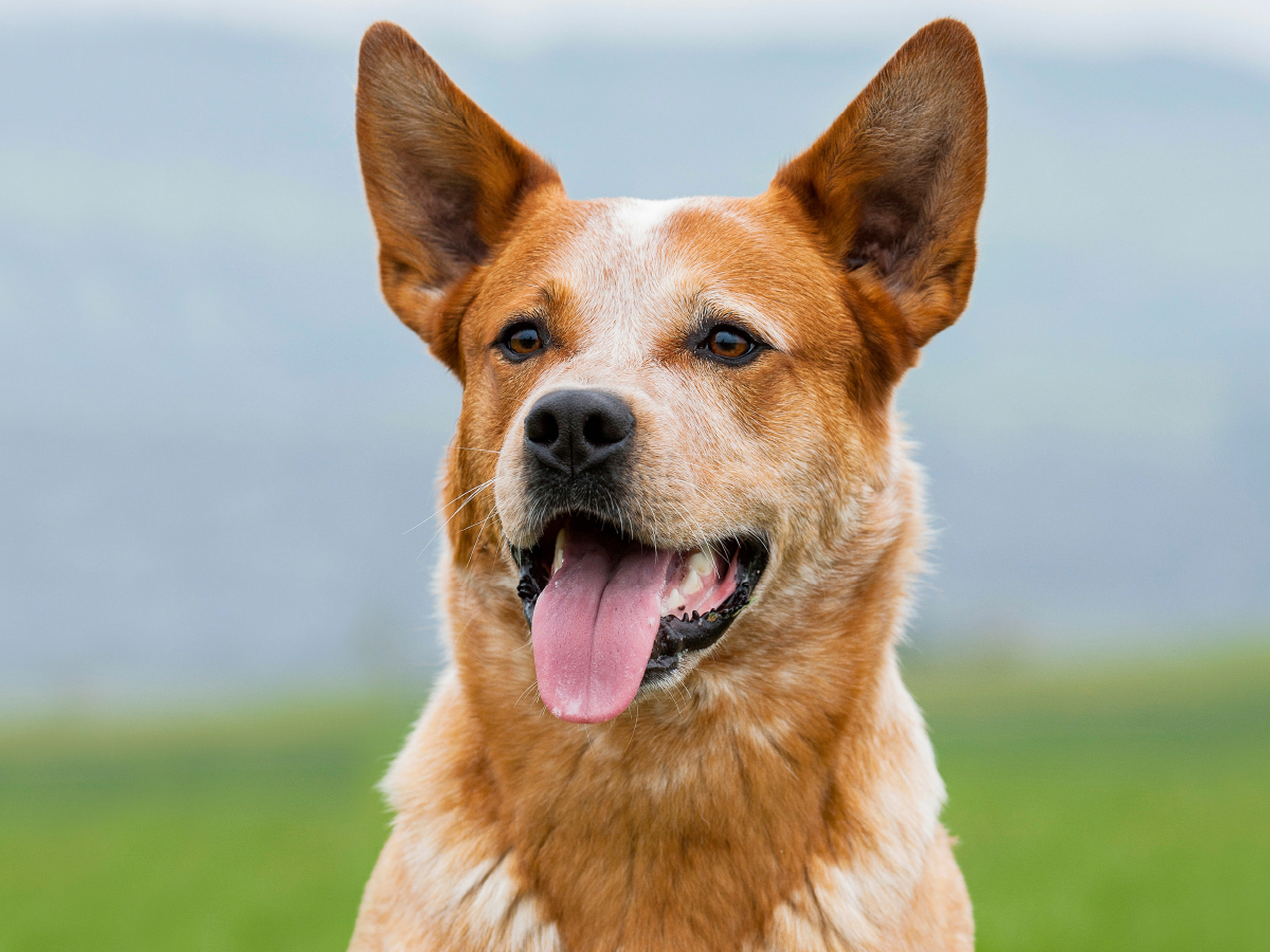 Australian Cattle Dog Porträt