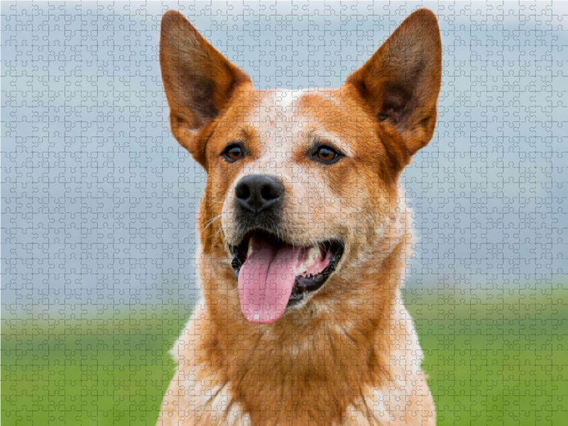 Australian Cattle Dog Porträt