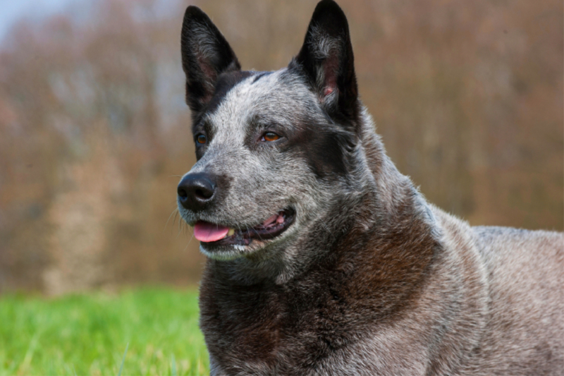 Australian Cattle Dog - Porträt eines imposanten Rüden