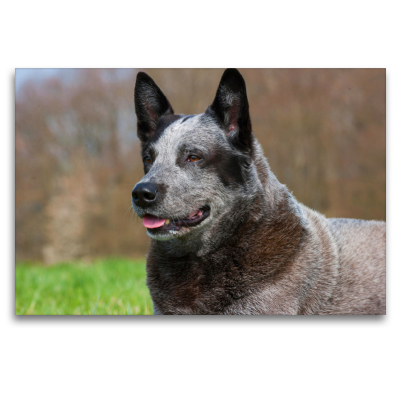 Australian Cattle Dog - Porträt eines imposanten Rüden