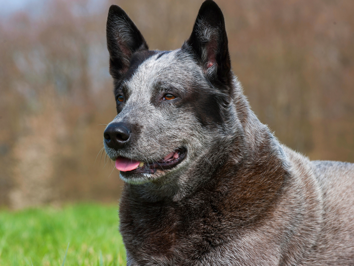 Australian Cattle Dog - Porträt eines imposanten Rüden