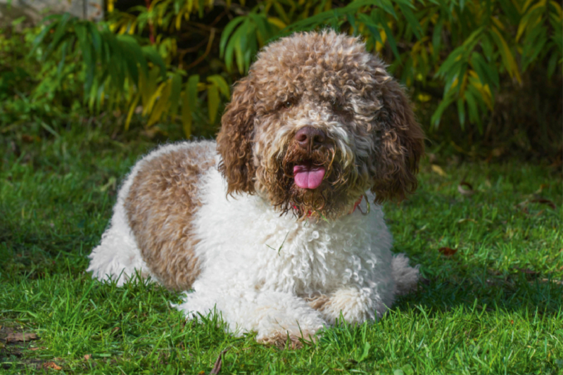 Lagotto Romagnolo - Italienischer Trüffelhund Rüde