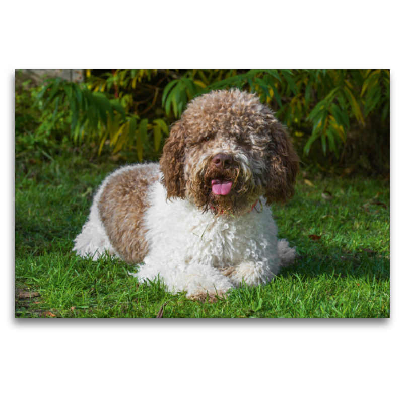 Lagotto Romagnolo - Italienischer Trüffelhund Rüde