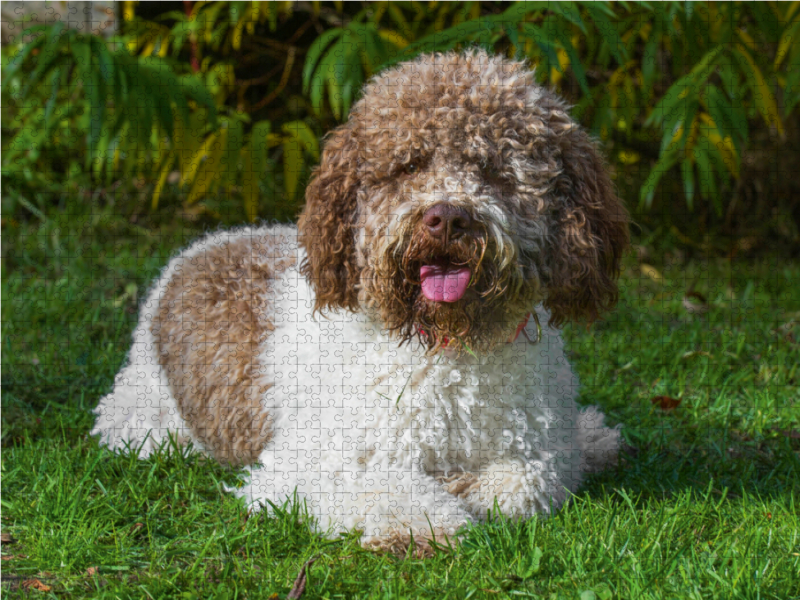 Lagotto Romagnolo - Italienischer Trüffelhund Rüde