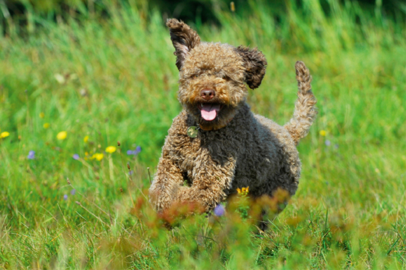 Lagotto Romagnolo - Italienischer Trüffelhund - Spaß auf der Wiese