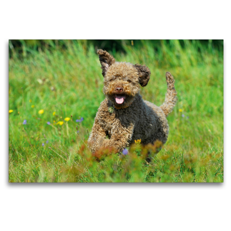 Lagotto Romagnolo - Italienischer Trüffelhund - Spaß auf der Wiese