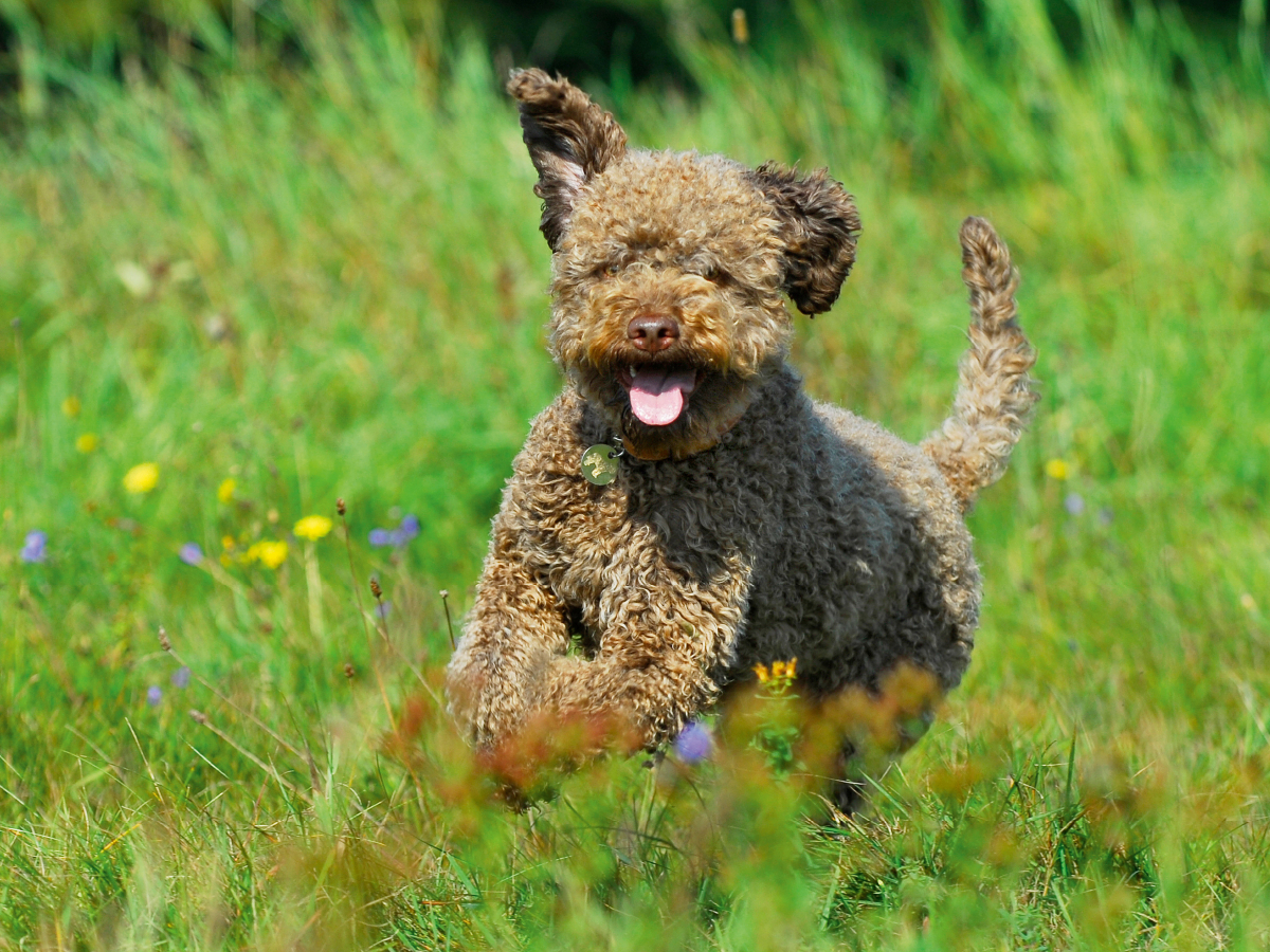 Lagotto Romagnolo - Italienischer Trüffelhund - Spaß auf der Wiese