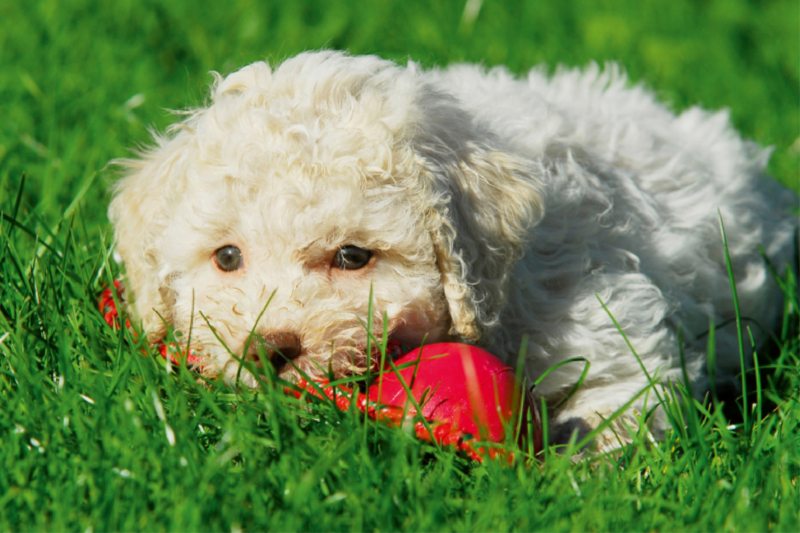 Lagotto Romagnolo - Italienischer Trüffelhund - Spiel macht kleine Welpen müde