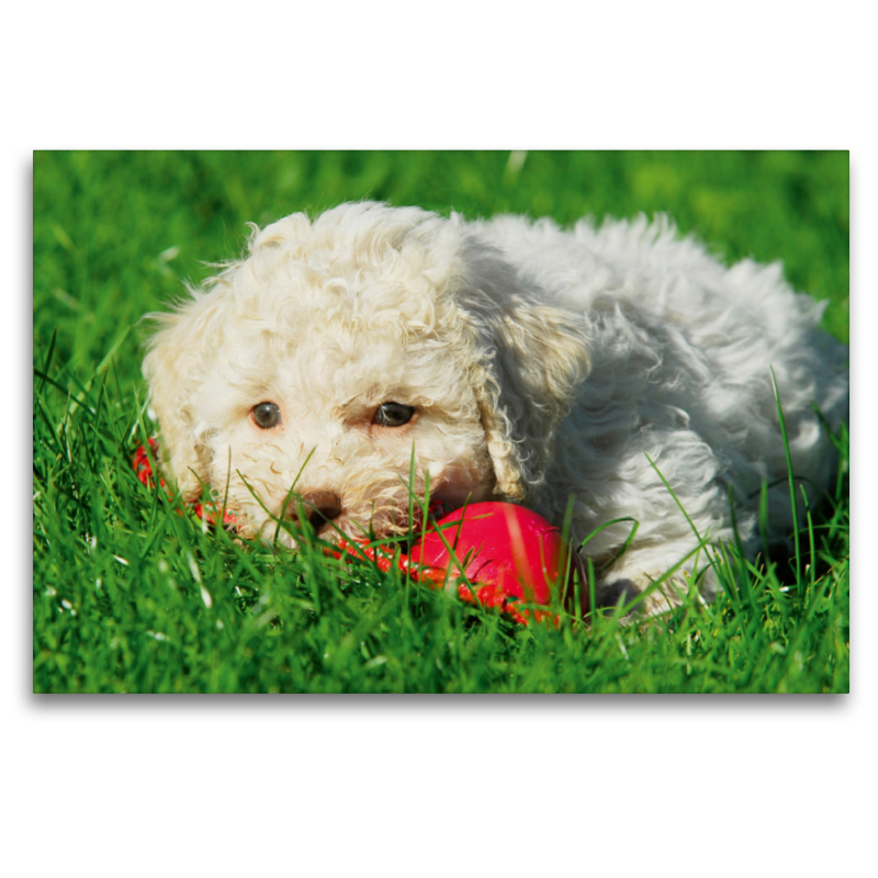 Lagotto Romagnolo - Italienischer Trüffelhund - Spiel macht kleine Welpen müde