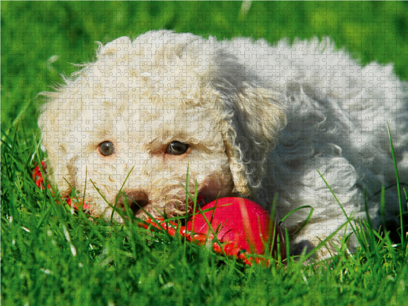 Lagotto Romagnolo - Italienischer Trüffelhund - Spiel macht kleine Welpen müde