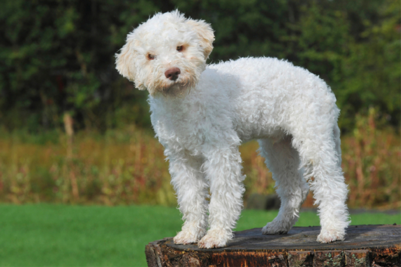 Lagotto Romagnolo - Italienischer Trüffelhund - Junghund