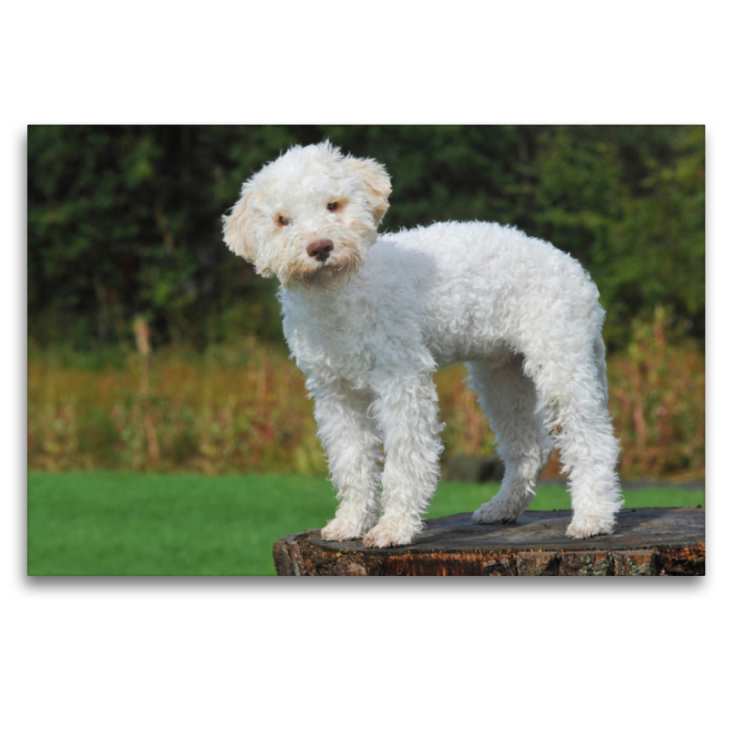 Lagotto Romagnolo - Italienischer Trüffelhund - Junghund