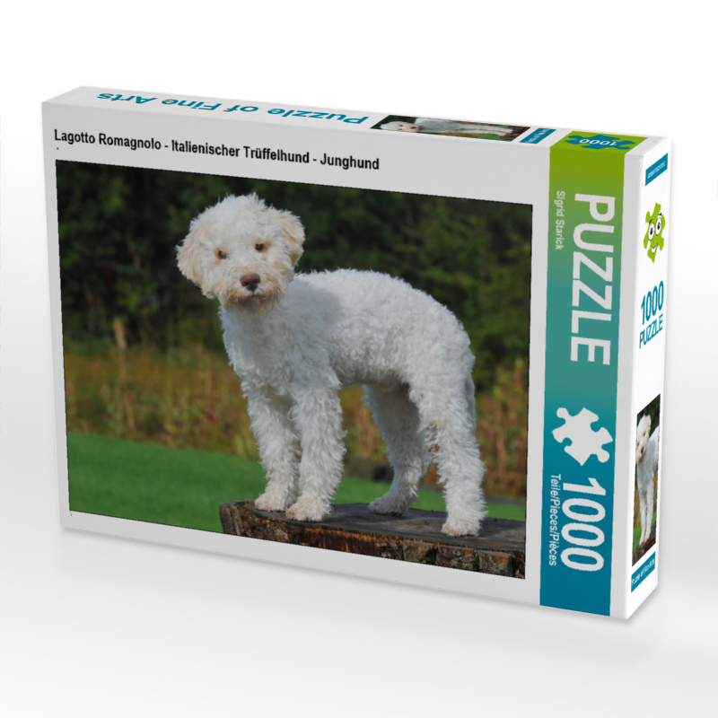 Lagotto Romagnolo - Italienischer Trüffelhund - Junghund