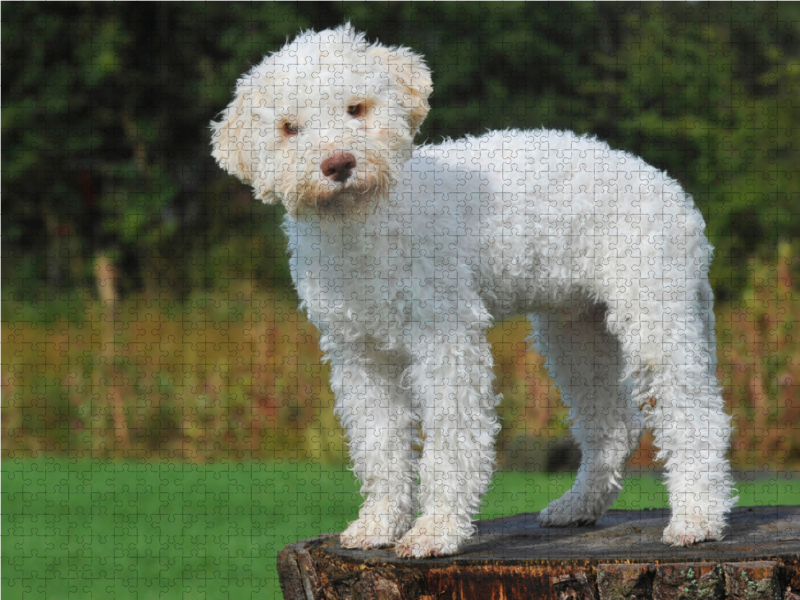 Lagotto Romagnolo - Italienischer Trüffelhund - Junghund