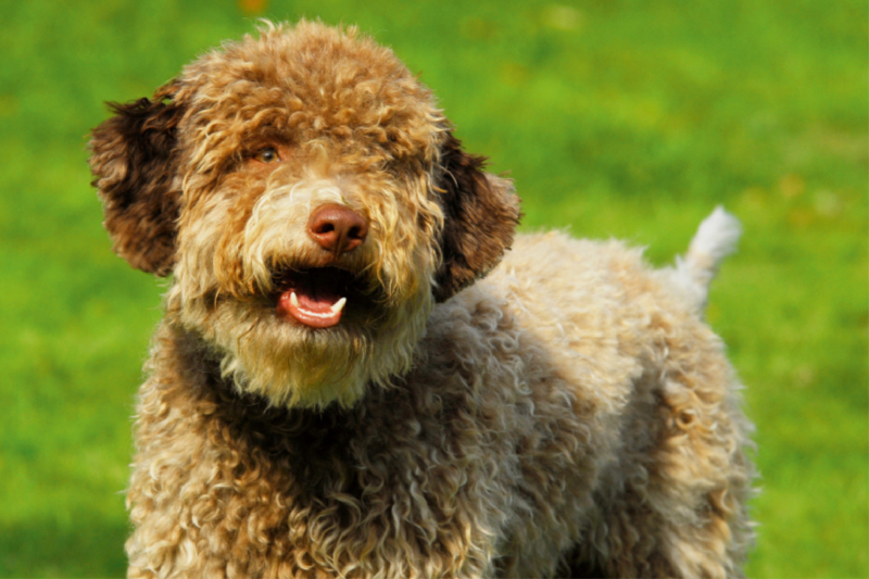 Lagotto Romagnolo - Italienischer Trüffelhund - Rüdenporträt