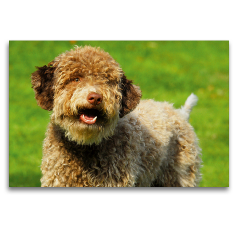 Lagotto Romagnolo - Italienischer Trüffelhund - Rüdenporträt