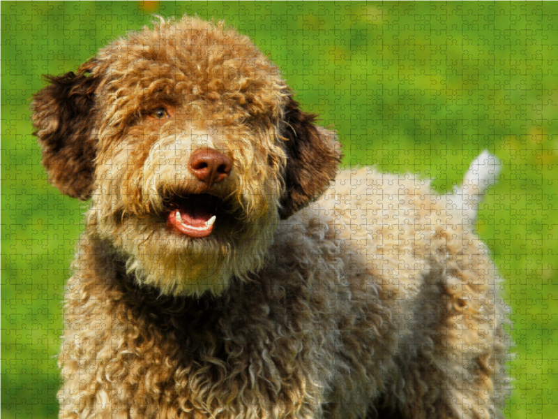 Lagotto Romagnolo - Italienischer Trüffelhund - Rüdenporträt