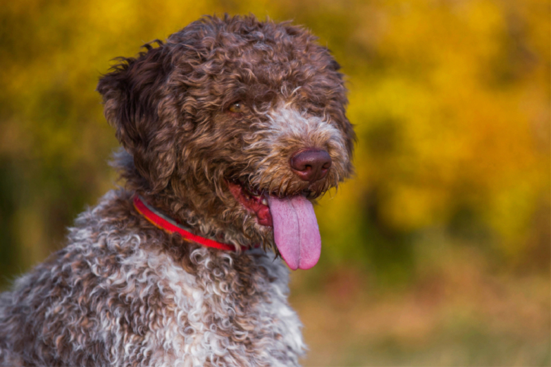 Lagotto Romagnolo - Italienischer Trüffelhund im Herbst