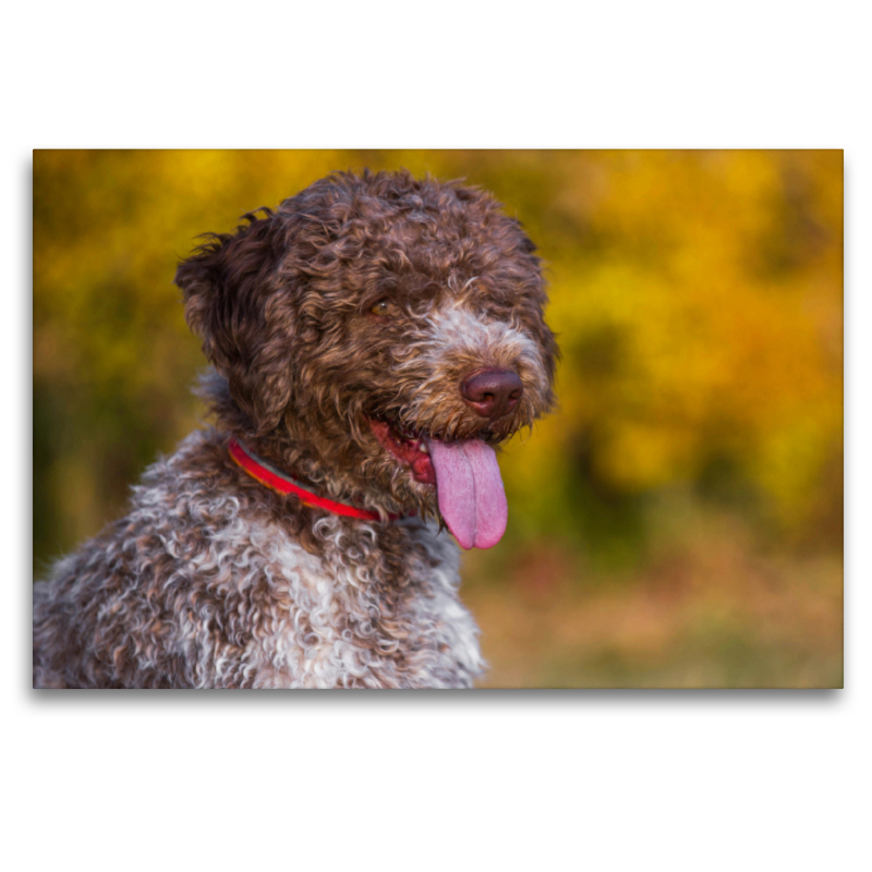 Lagotto Romagnolo - Italienischer Trüffelhund im Herbst