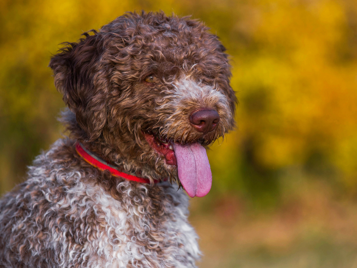 Lagotto Romagnolo - Italienischer Trüffelhund im Herbst