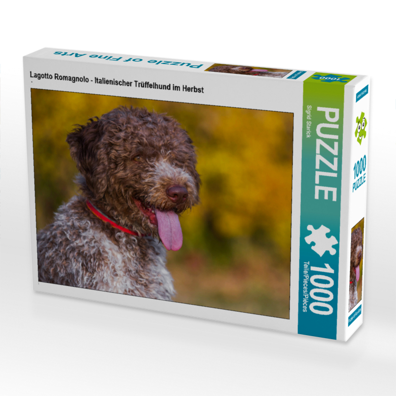 Lagotto Romagnolo - Italienischer Trüffelhund im Herbst