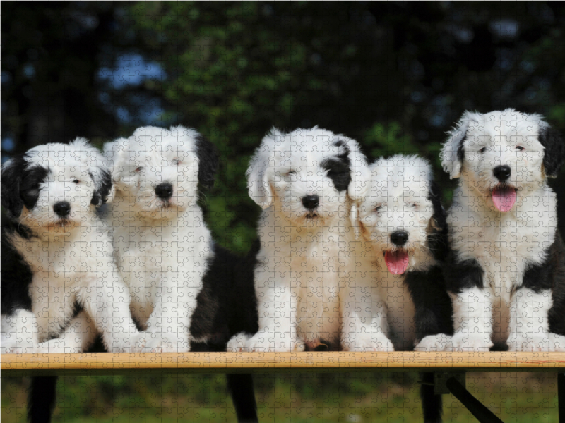 Traumhund Bobtail - eine entzückende kleine Rasselbande