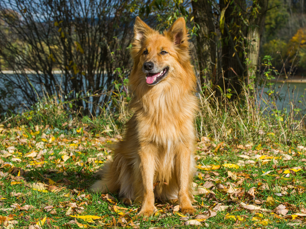 Harzer Fuchs im Herbst