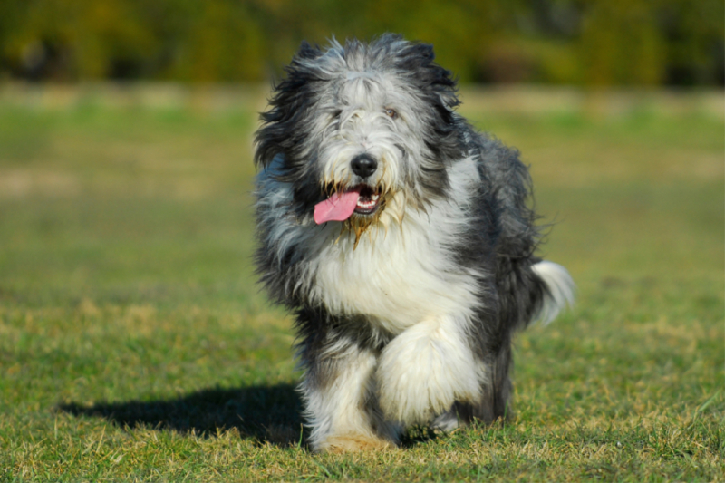 Bearded Collie - Jungrüde