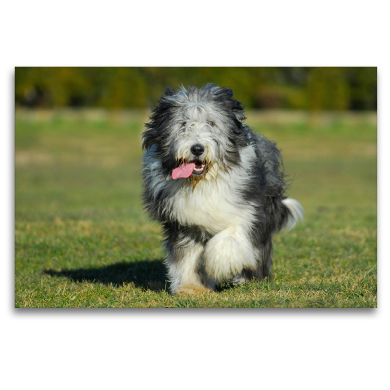 Bearded Collie - Jungrüde