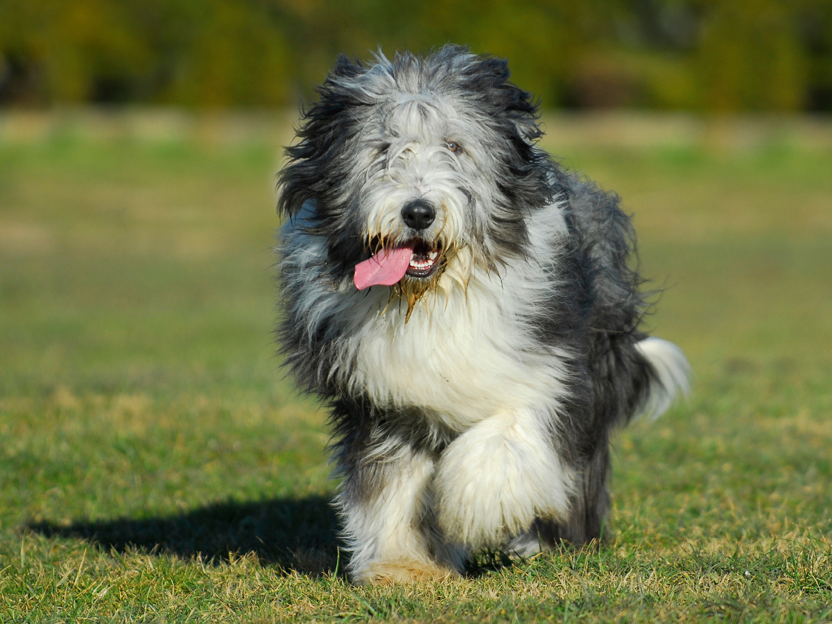 Bearded Collie - Jungrüde