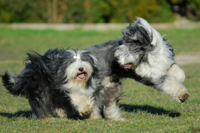 Bearded Collies beim Spiel