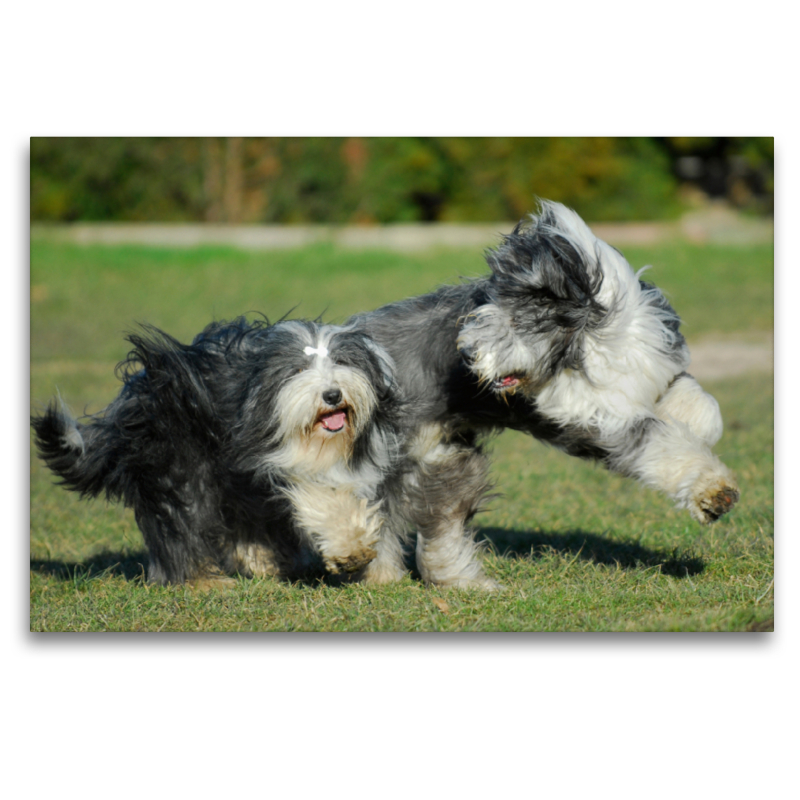 Bearded Collies beim Spiel