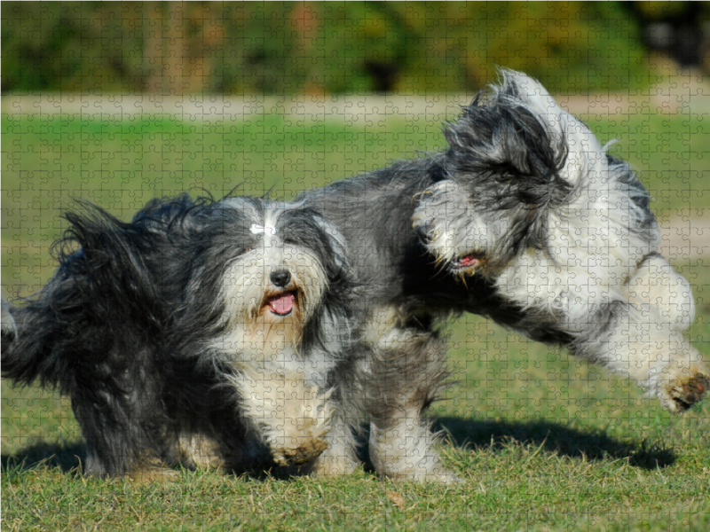 Bearded Collies beim Spiel