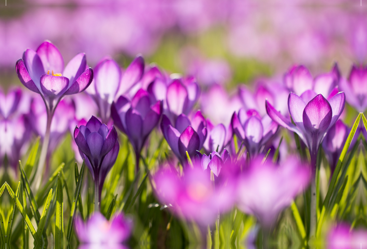 Krokusse im Licht