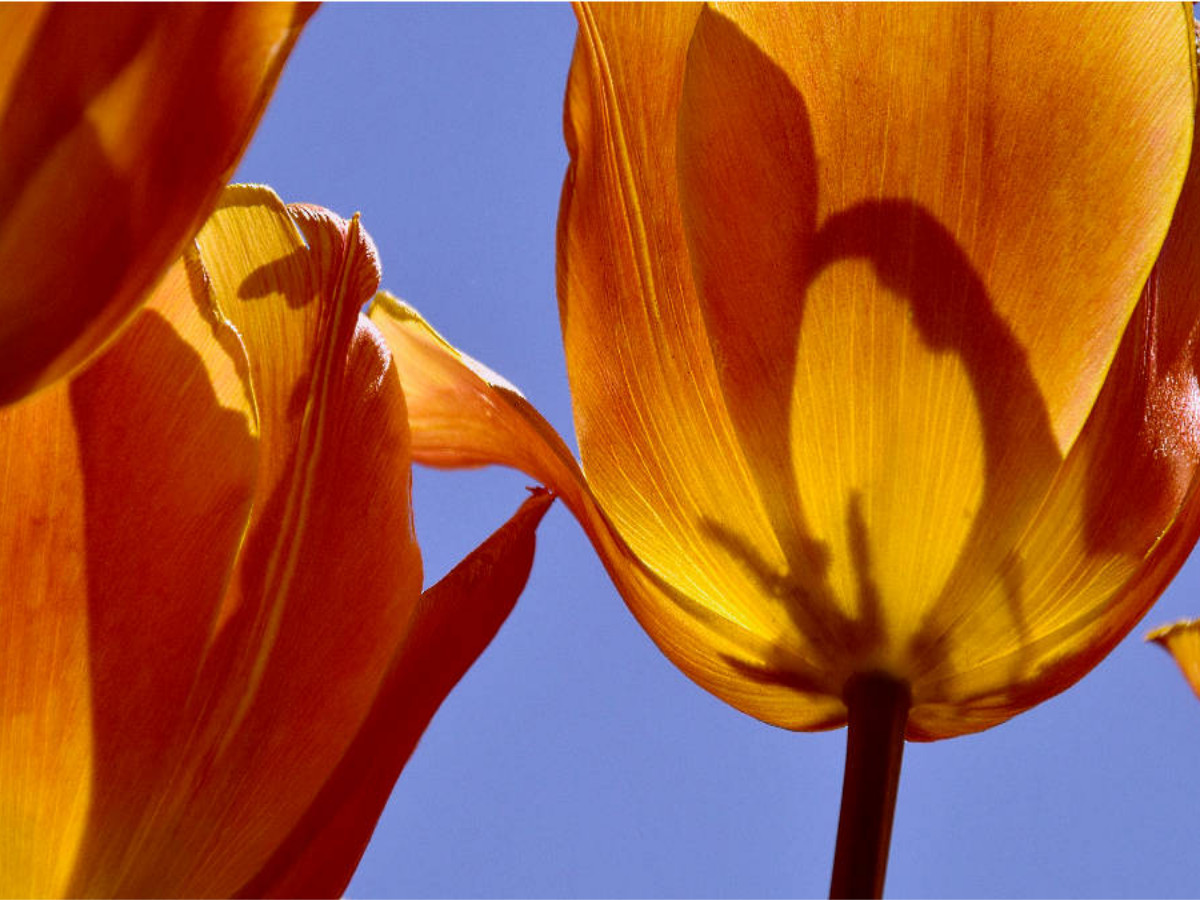 Tulipa Cairo