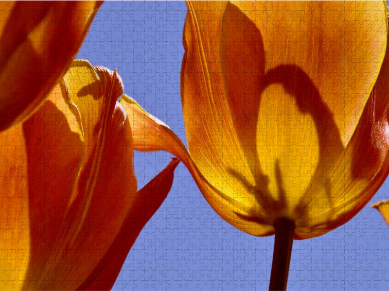 Tulipa Cairo