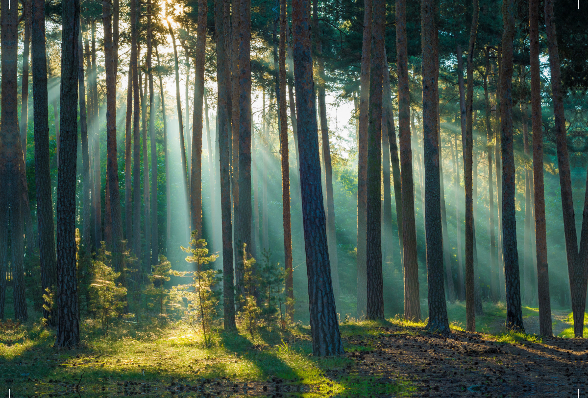 Wald im Harz