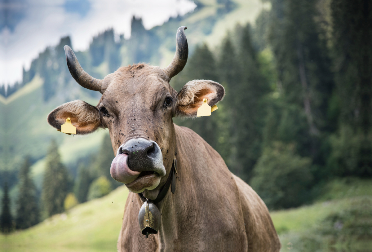 Braunvieh im Obertal