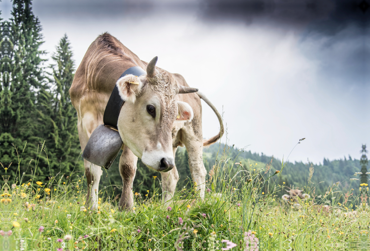 Neugieriges Braunvieh