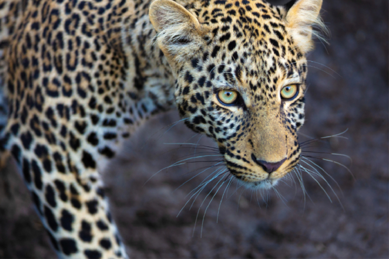 Nahaufnahme eines jungen Leoparden