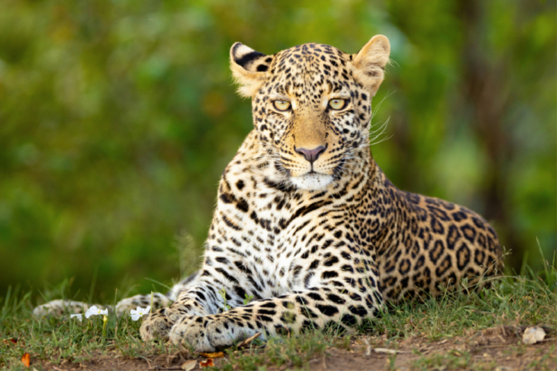 Auf dem Boden liegender Leopard beobachtet den Betrachter