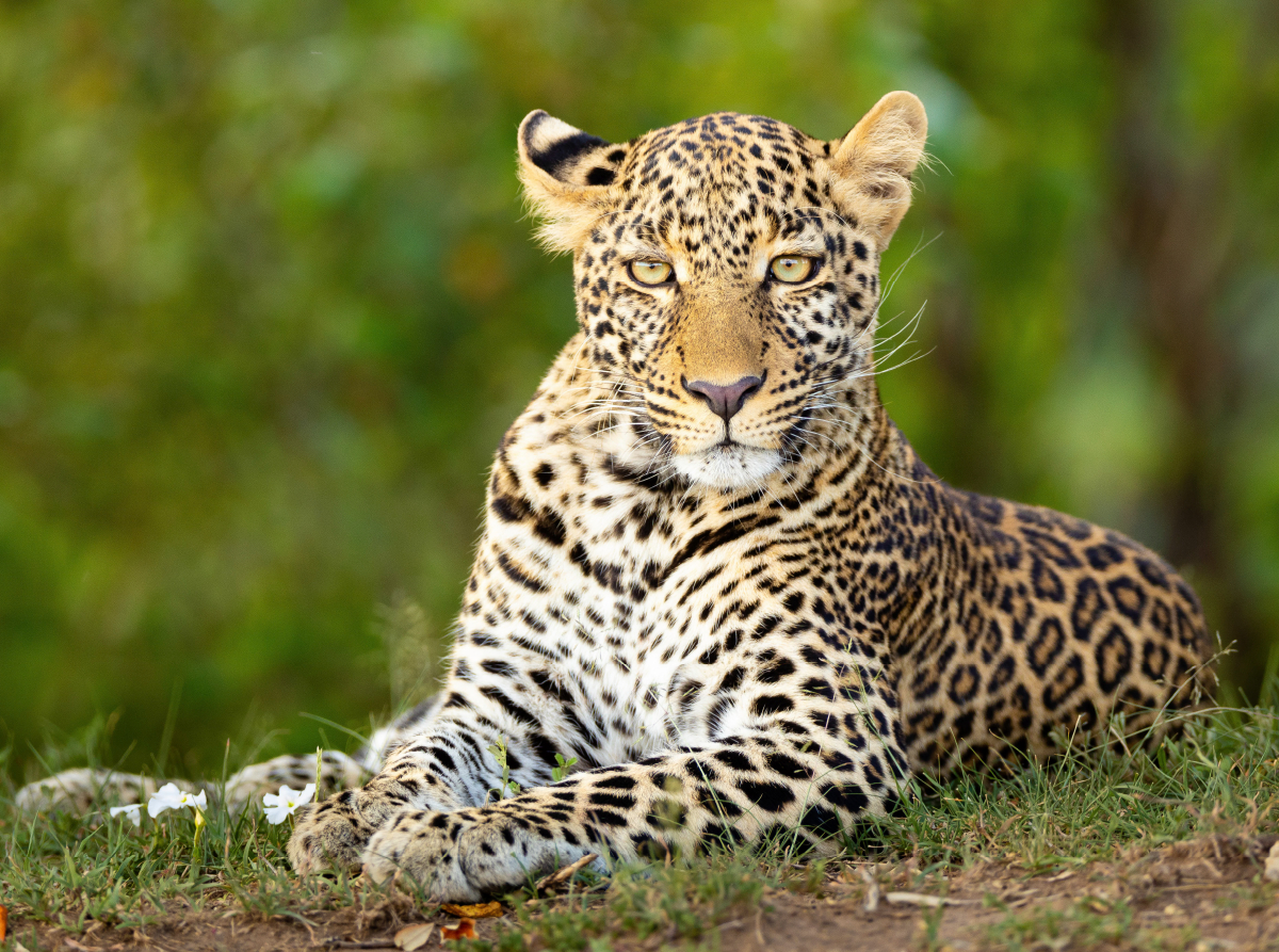 Auf dem Boden liegender Leopard beobachtet den Betrachter