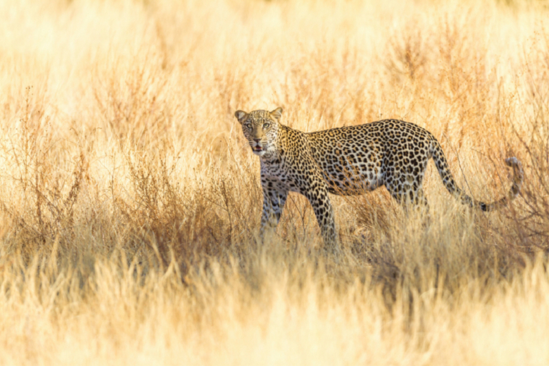 Leopard im trockenen Gras