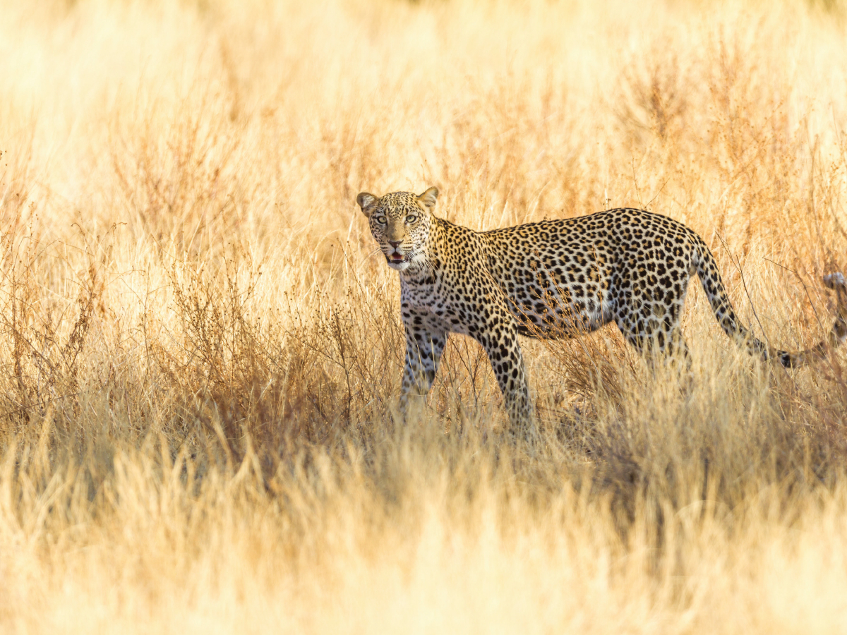 Leopard im trockenen Gras