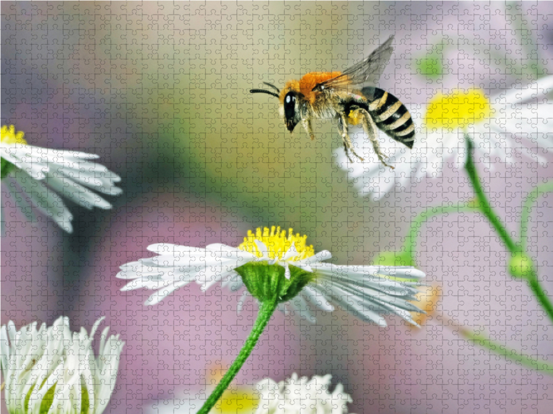 Biene und Blumen